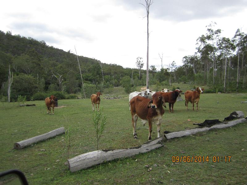 Gin Gin QLD Livestock for Sold