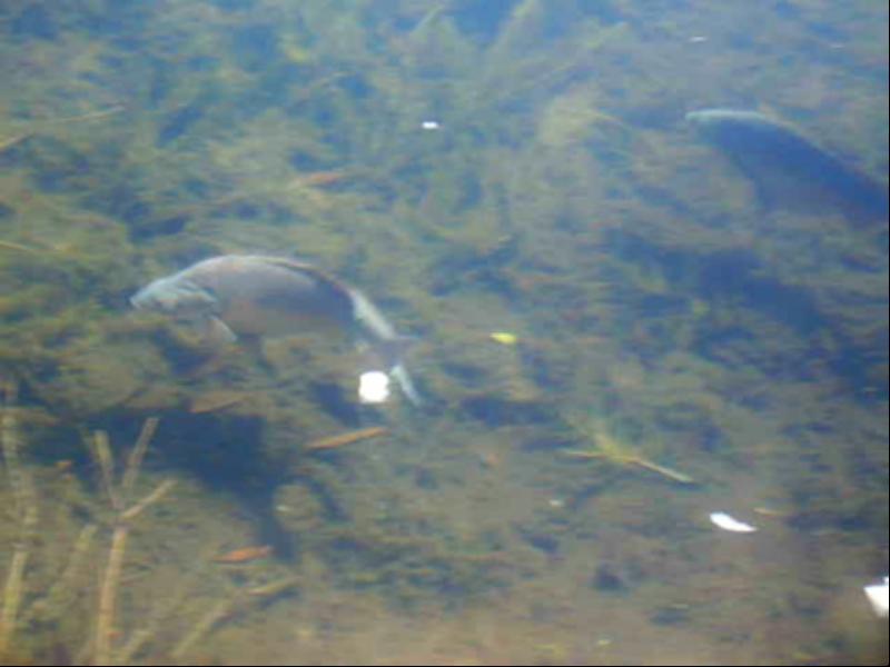 QUARRY - SAND/SOIL / CATTLE PRODUCTION (AQUACULTURE/TOURISM OPPORTUNITY)