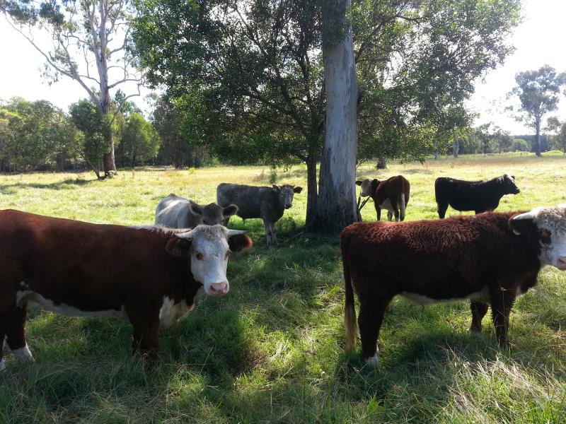 QUARRY - SAND/SOIL / CATTLE PRODUCTION (AQUACULTURE/TOURISM OPPORTUNITY)