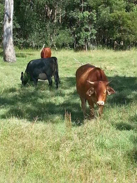 QUARRY - SAND/SOIL / CATTLE PRODUCTION (AQUACULTURE/TOURISM OPPORTUNITY)