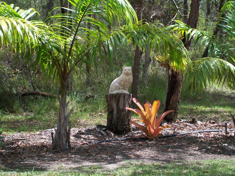 Cat Boarding Business on 25 Acres Noosa District
