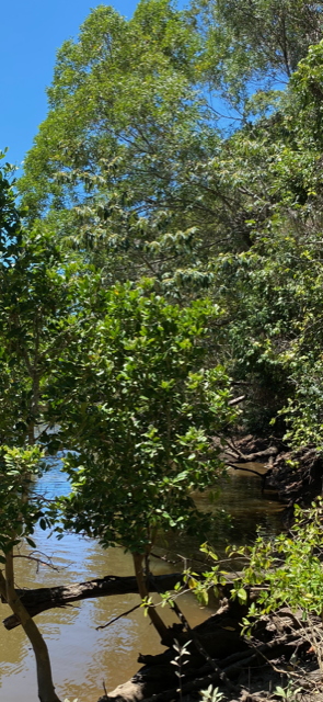 Under contract - Finance pending - Privacy, Position, Paradise with 360 degree rainforest, beach and ocean views.