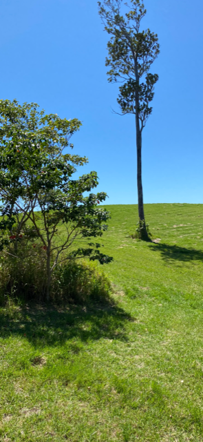 Under contract - Finance pending - Privacy, Position, Paradise with 360 degree rainforest, beach and ocean views.