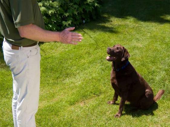 Bark Busters Franchise For Sale. The Worlds Largest Home Dog Training Business