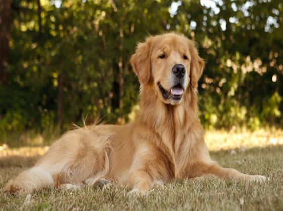Bark Busters Franchise For Sale. The Worlds Largest Home Dog Training Business