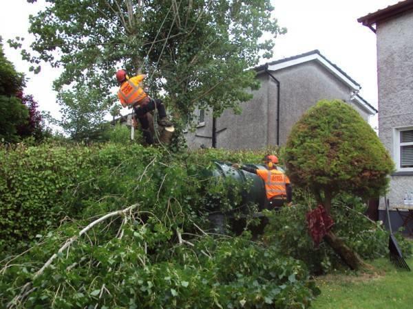 Garden and Tree maintenance business for sale.