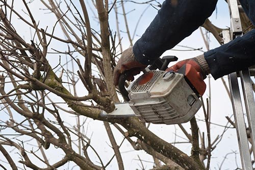 Garden and Tree maintenance business for sale.