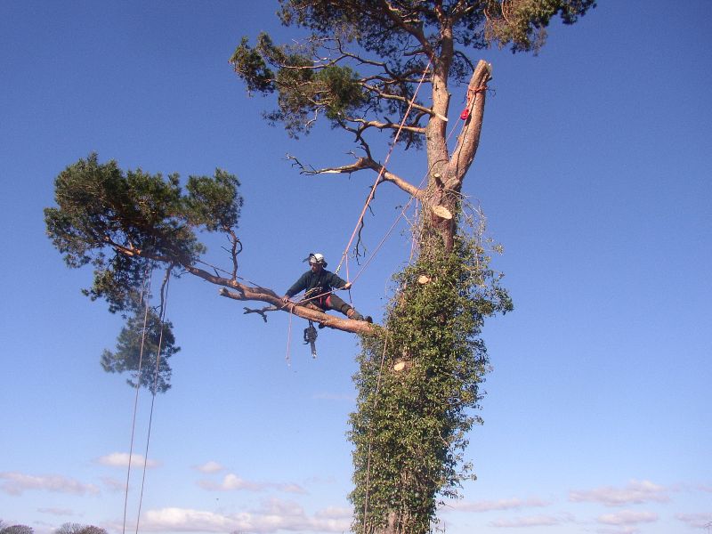 Well Established Tree Management Company.