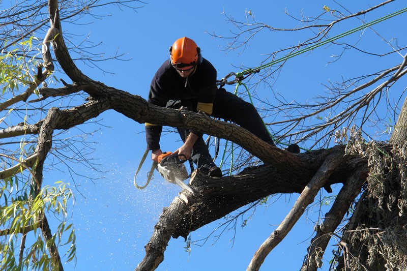 One of Melbourne's most established Tree maintenance businesses for sale.