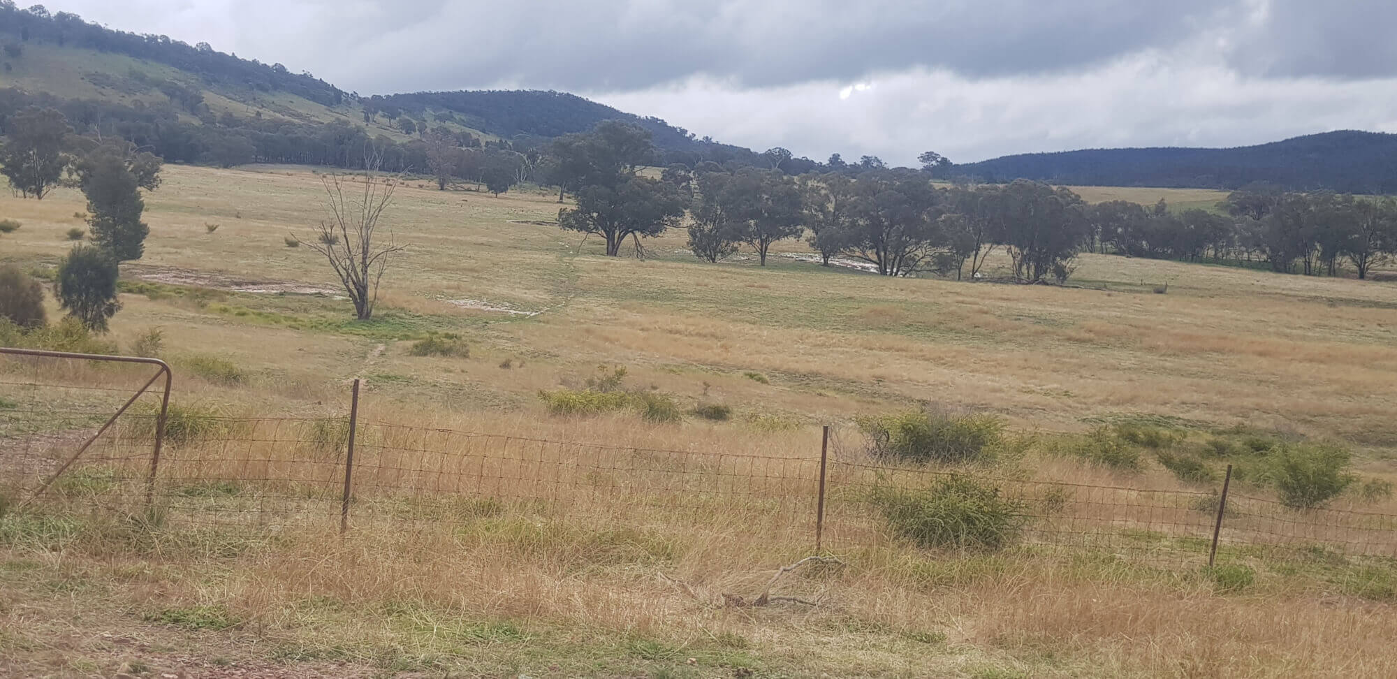 655 Monaghans Rd Manildra NSW 2865 Livestock for Sale