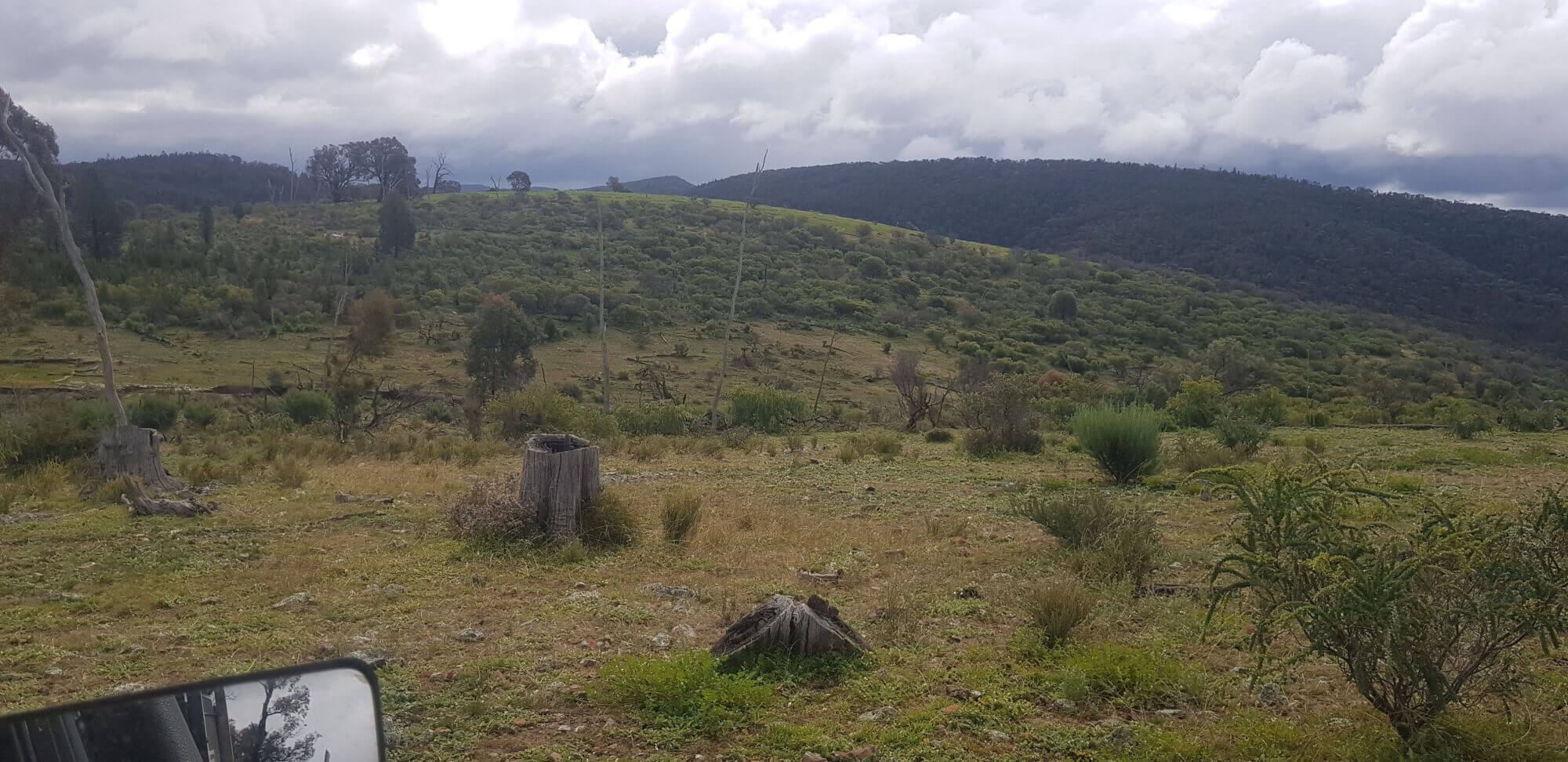 655 Monaghans Rd Manildra NSW 2865 Livestock for Sale