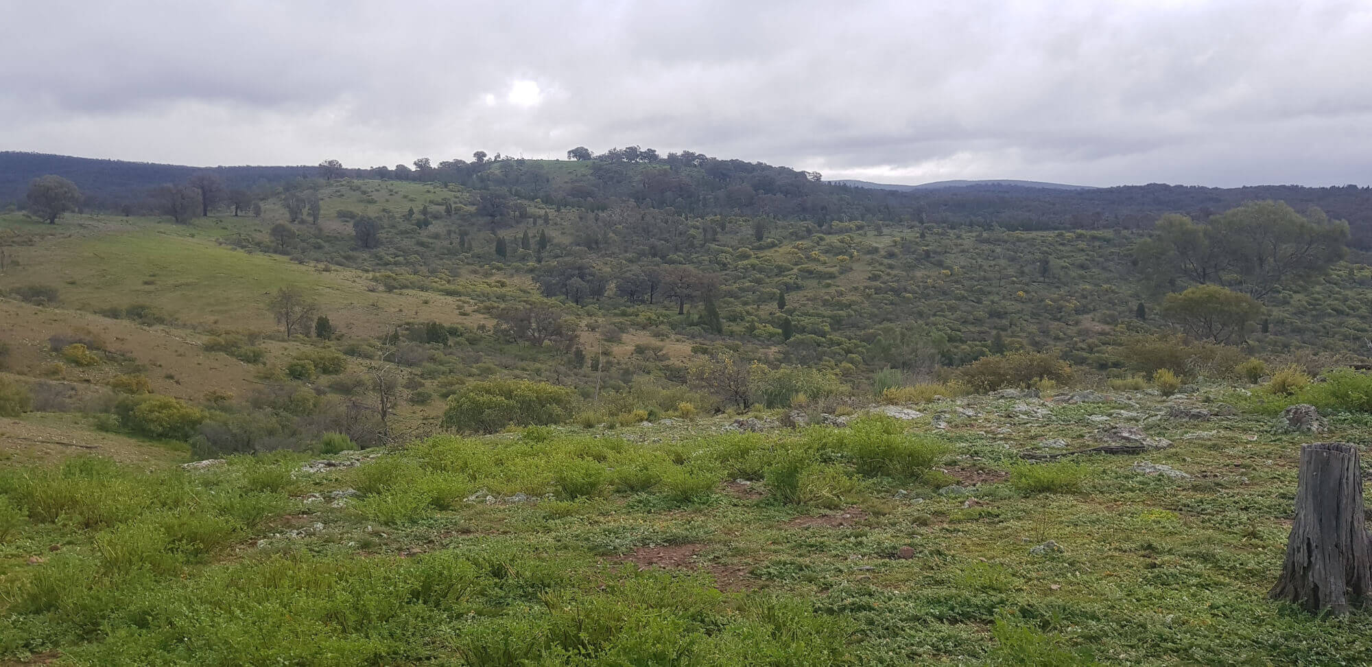 655 Monaghans Rd Manildra NSW 2865 Livestock for Sale