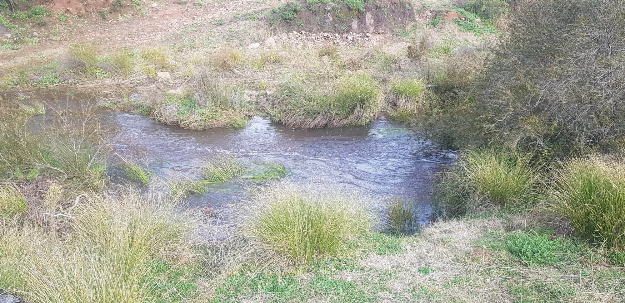 655 Monaghans Rd Manildra NSW 2865 Livestock for Sale