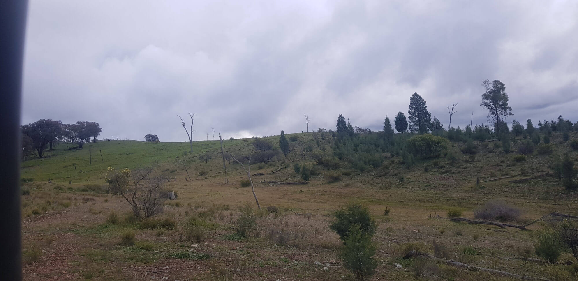 655 Monaghans Rd Manildra NSW 2865 Livestock for Sale