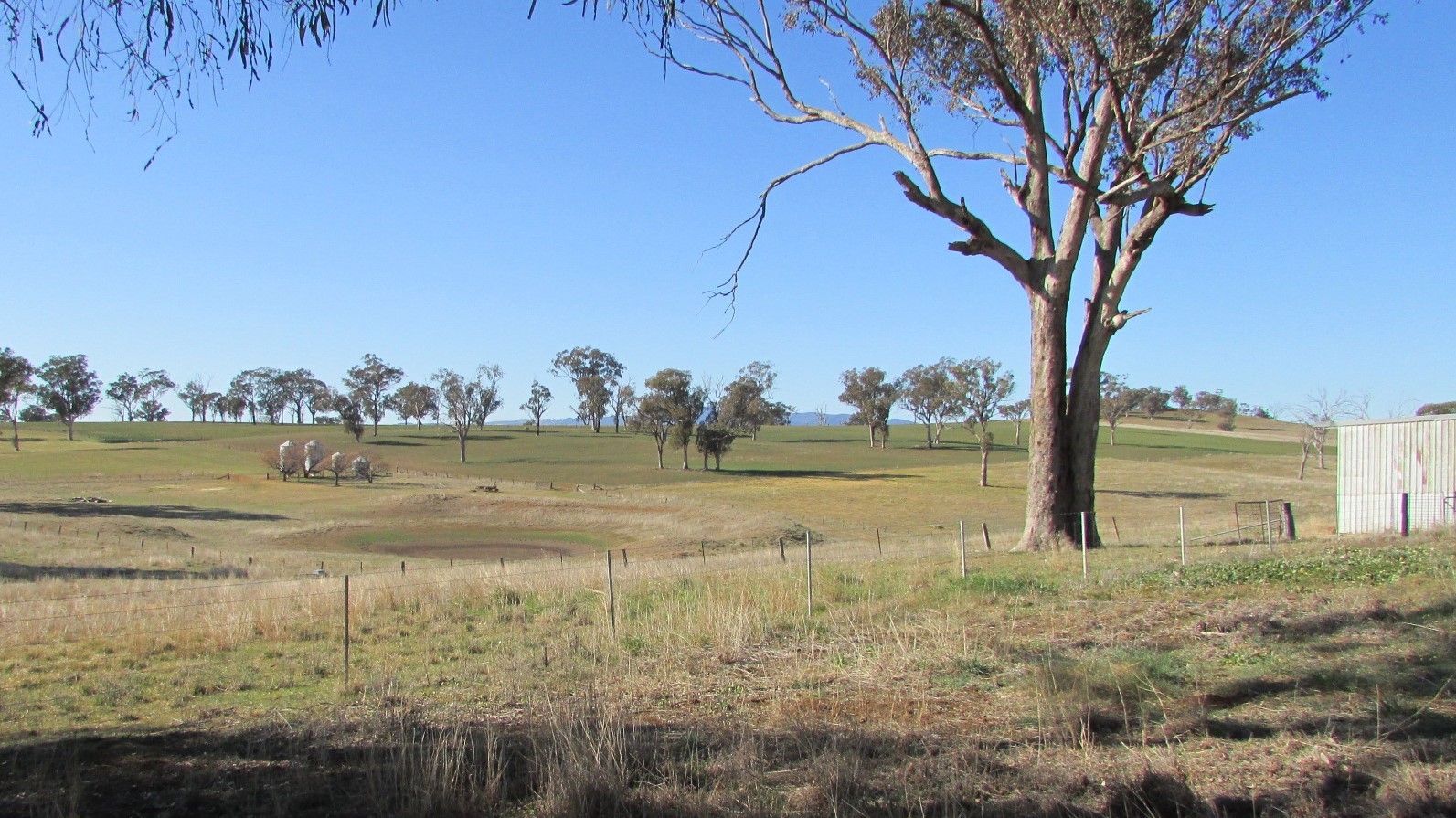 606 Peabody Road Molong NSW 2866 Mixed Farming for Sale