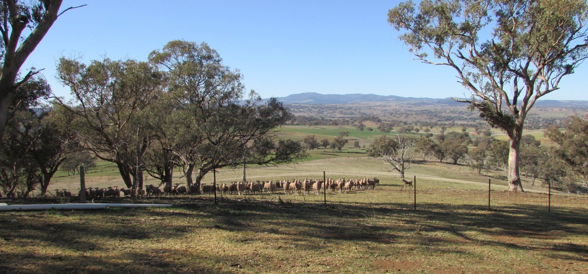 606 Peabody Road Molong NSW 2866 Mixed Farming for Sale