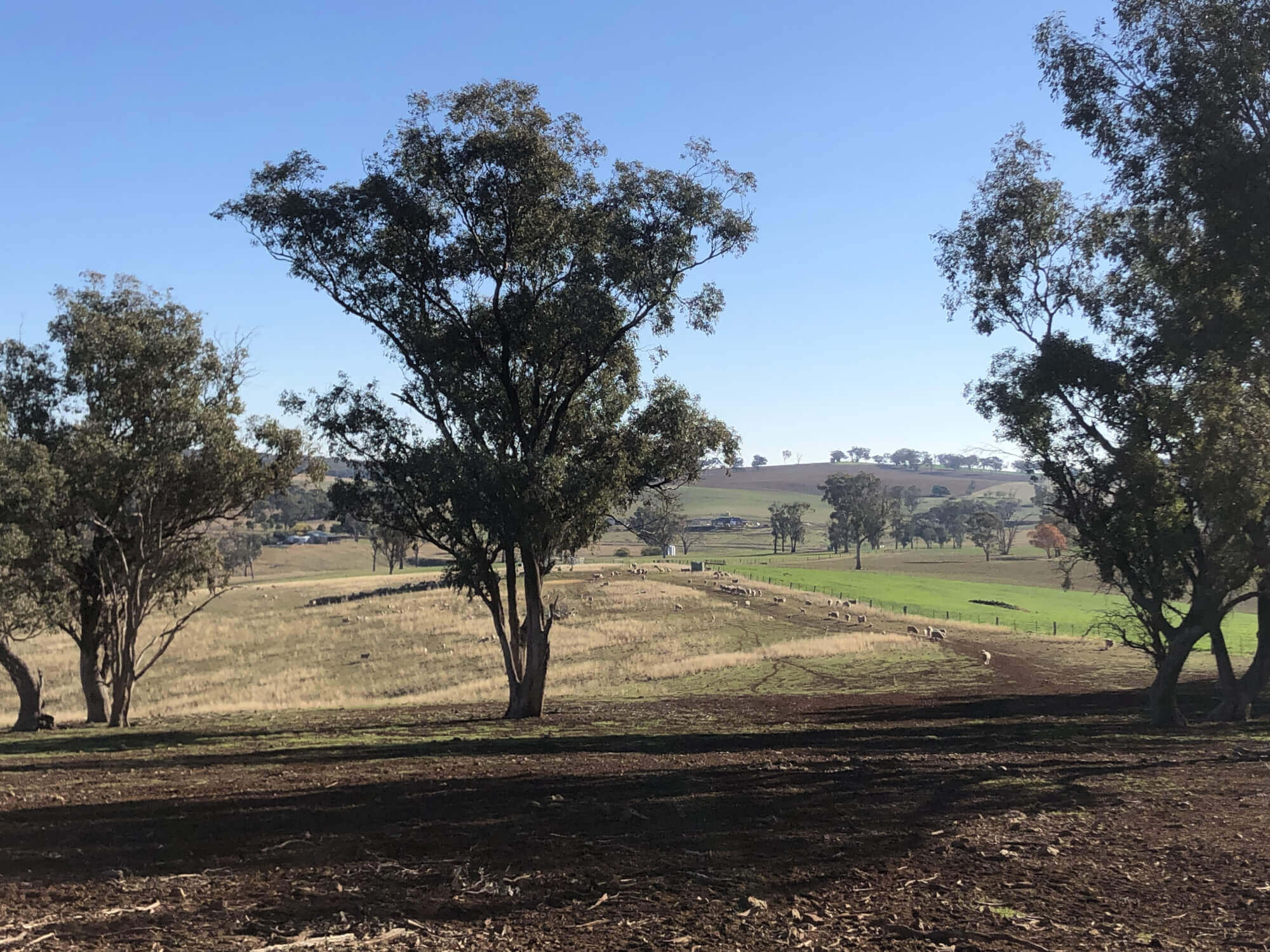 606 Peabody Road Molong NSW 2866 Mixed Farming for Sale