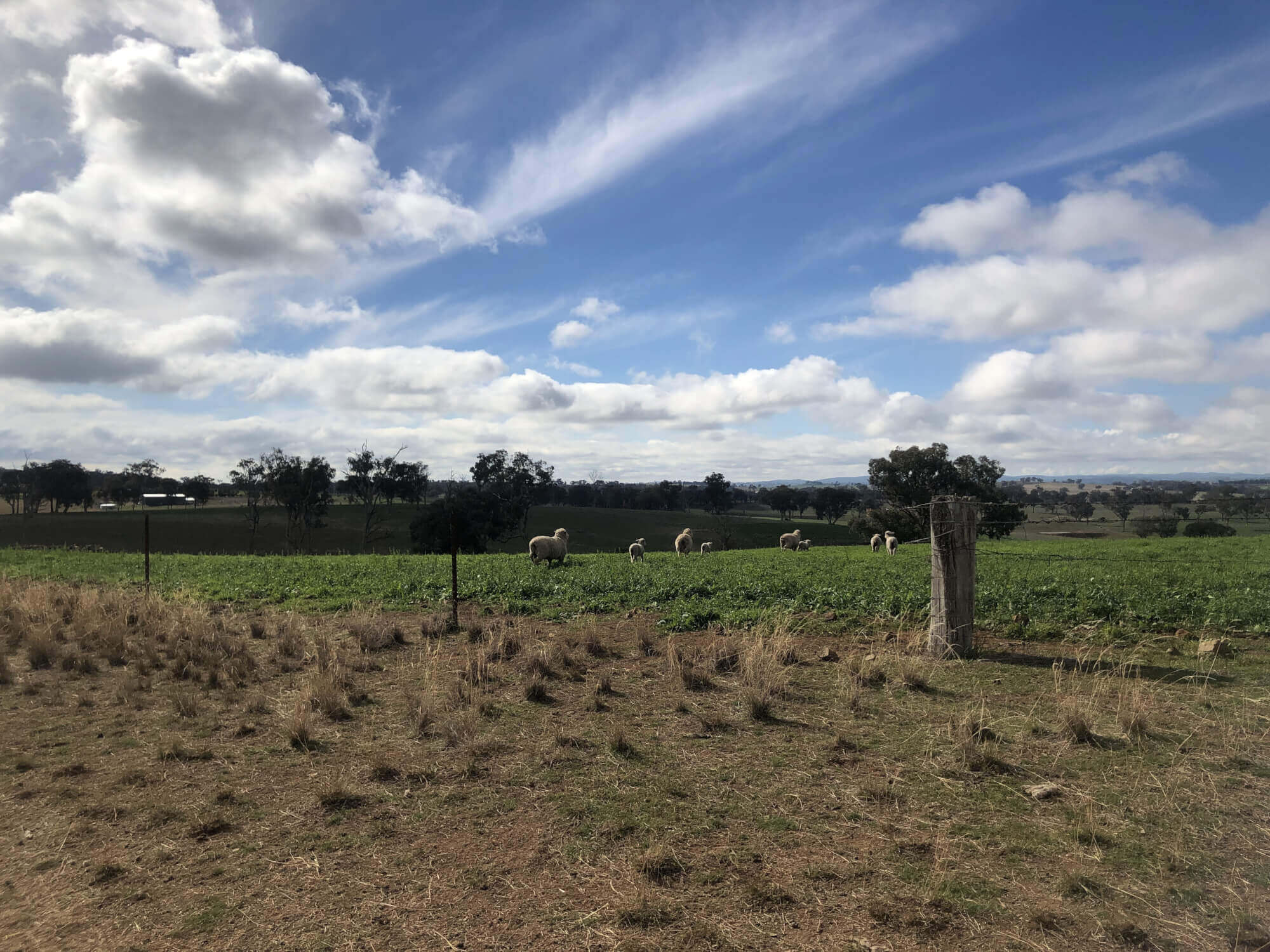 606 Peabody Road Molong NSW 2866 Mixed Farming for Sale