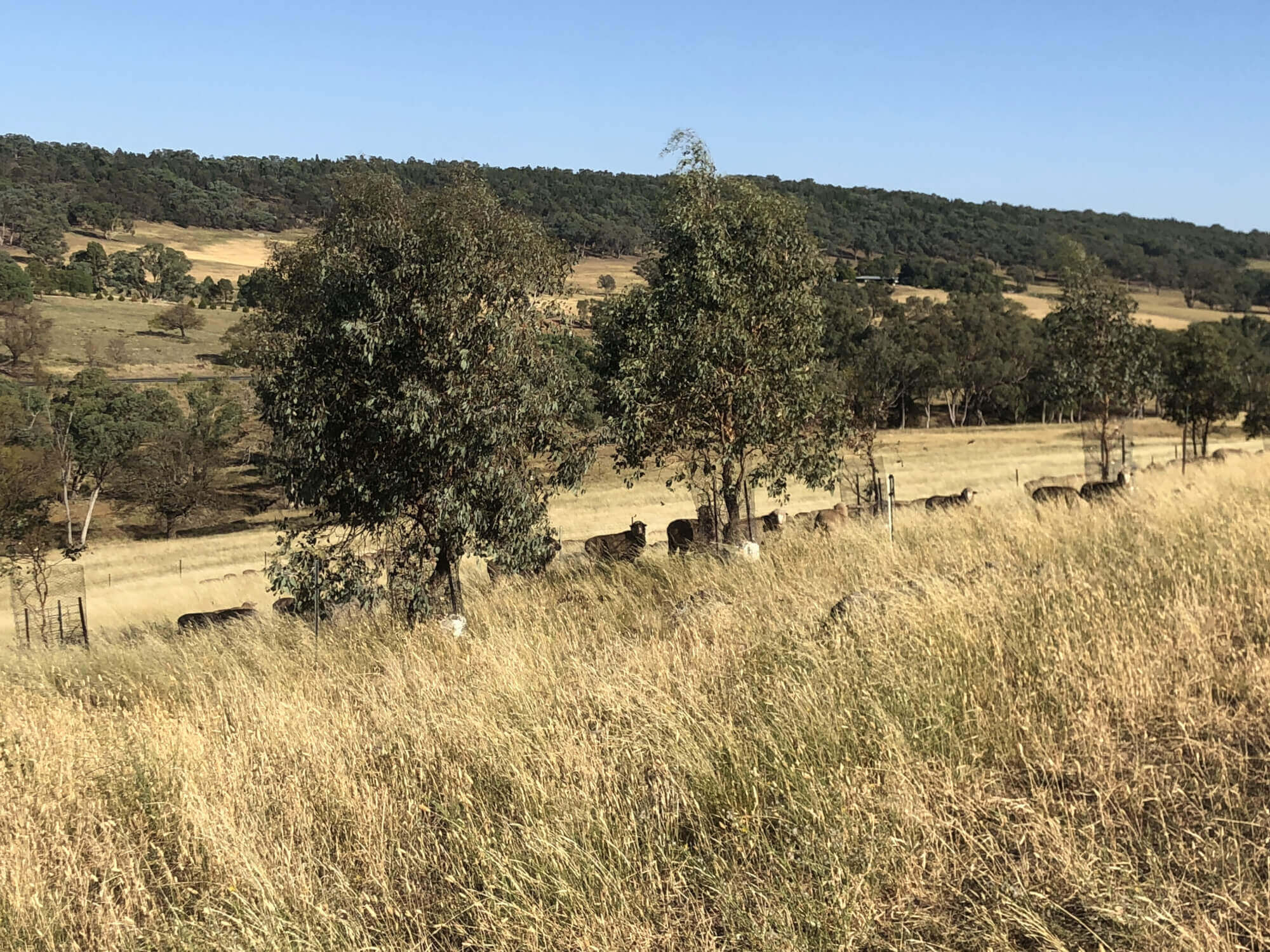 606 Peabody Road Molong NSW 2866 Mixed Farming for Sale