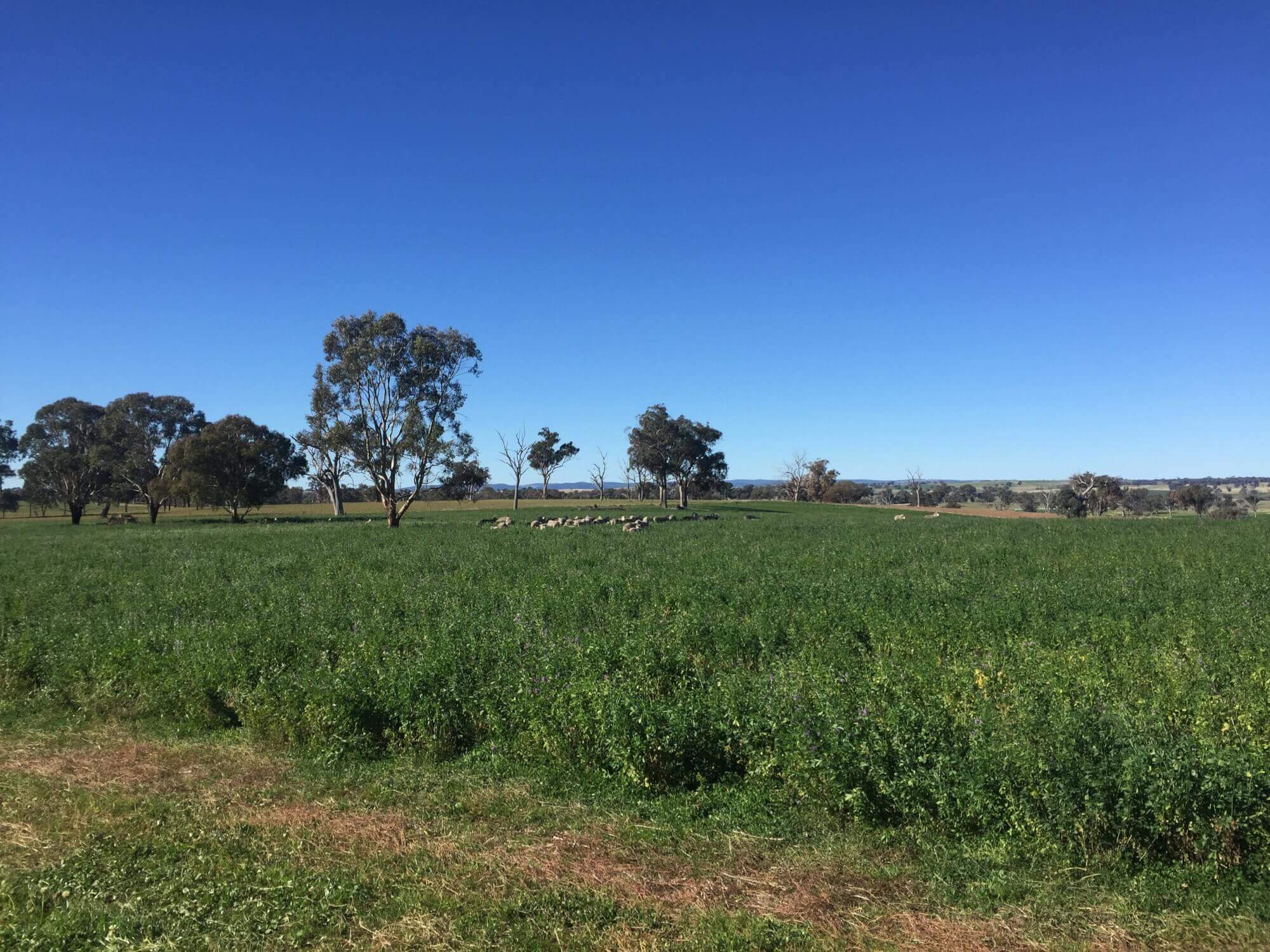 606 Peabody Road Molong NSW 2866 - Mixed Farming for Sale - owner.com.au