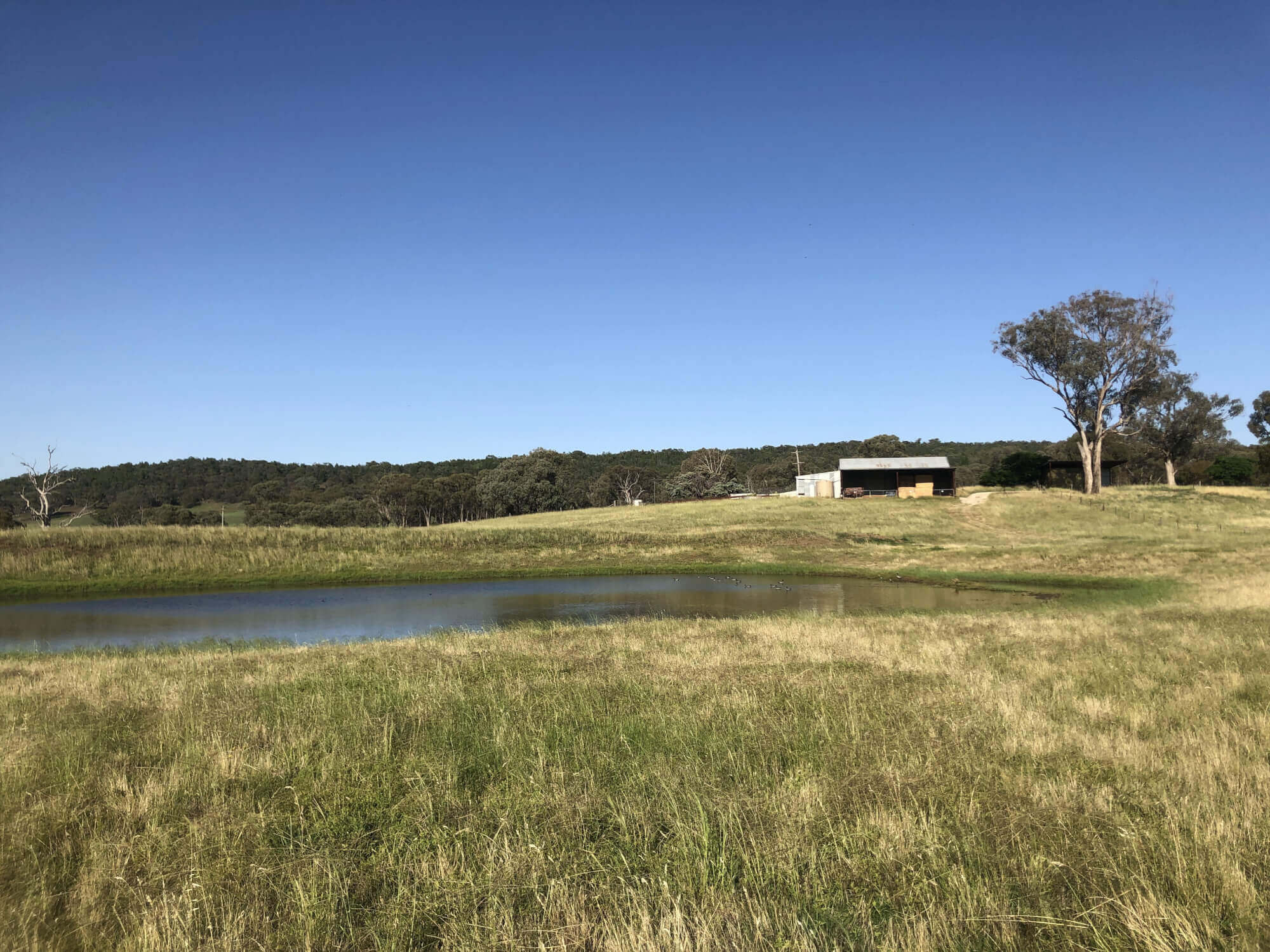 606 Peabody Road Molong NSW 2866 Mixed Farming for Sale
