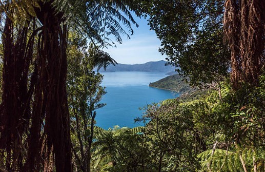 Rainforest Acreage FOR SALE. Newly Subdivided Only 10 BLOCKS (Now just 7 left). Last Freehold East Coast Blocks For Sale In North Queensland !