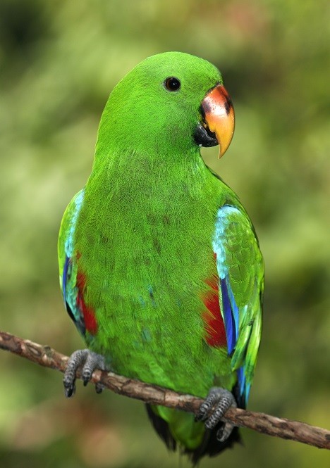 Rainforest Acreage FOR SALE. Newly Subdivided Only 10 BLOCKS (Now just 7 left). Last Freehold East Coast Blocks For Sale In North Queensland !