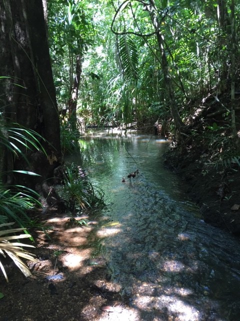 Rainforest Acreage FOR SALE. Newly Subdivided Only 10 BLOCKS (Now just 7 left). Last Freehold East Coast Blocks For Sale In North Queensland !