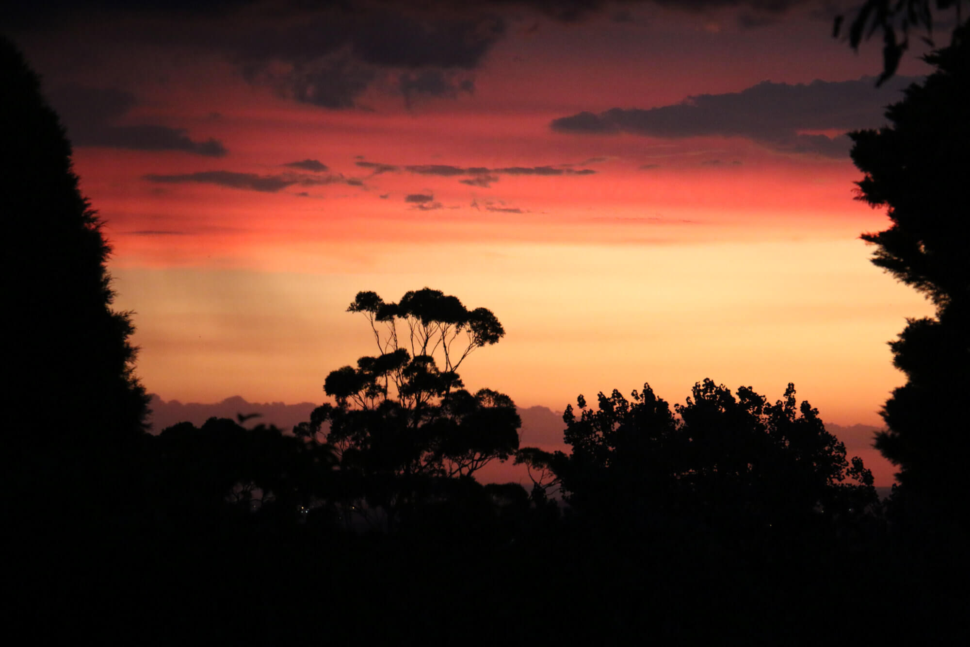 17 Larkin Street Roseville NSW 2069 House for Rent