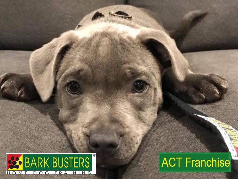 BARK BUSTERS FRANCHISE - ACT. IDEAL BUSINESS FOR DOG LOVERS!