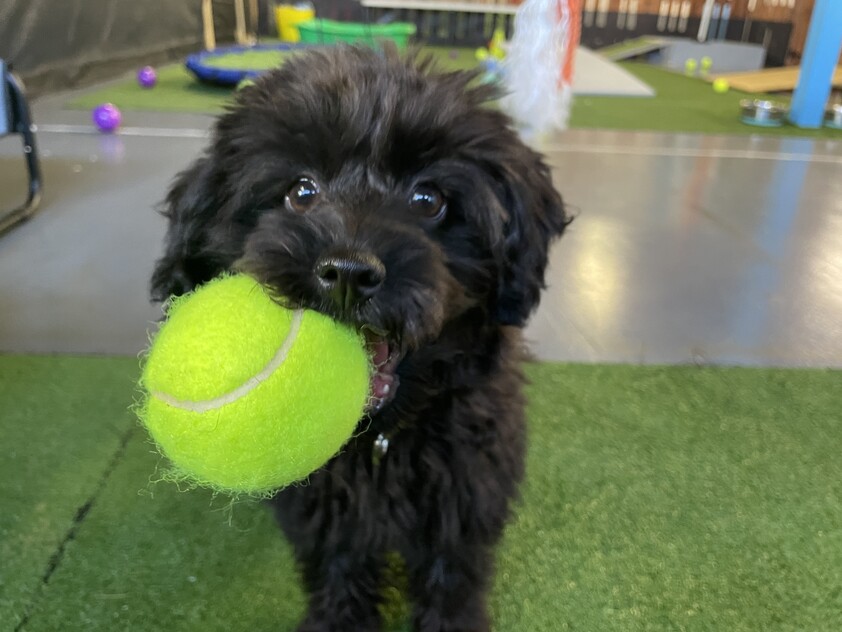 Unique Doggy Daycare business with huge growth potential