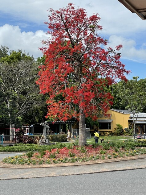 Quaint Cafe in Maleny