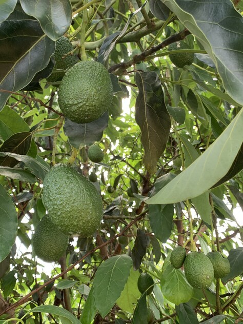 ARRIGA, MAREEBA 4880 QLD