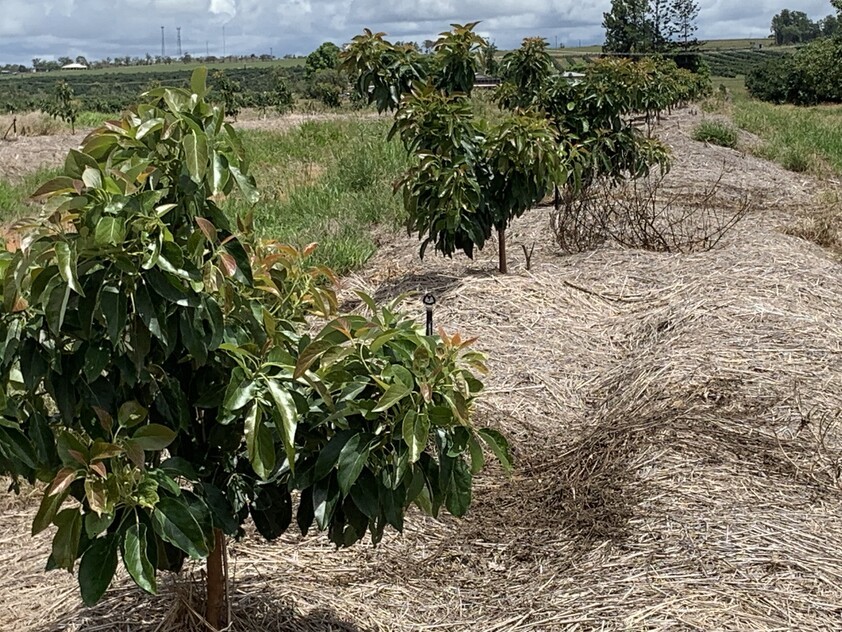 ARRIGA, MAREEBA 4880 QLD