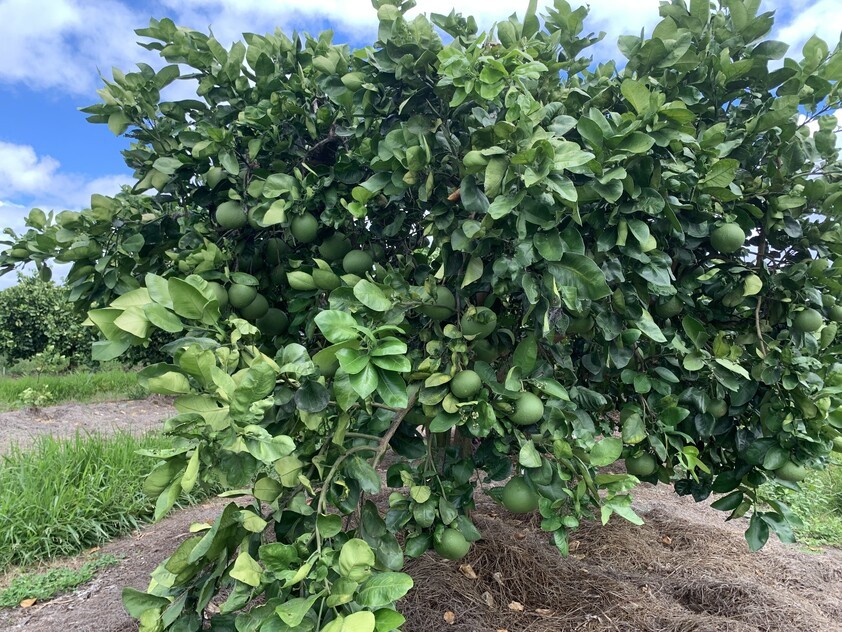 ARRIGA, MAREEBA 4880 QLD