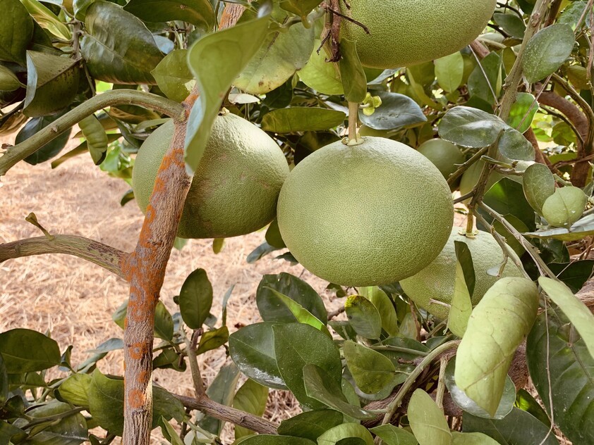 ARRIGA, MAREEBA 4880 QLD