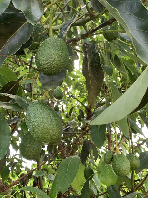 3 ADJOINING FARMS, ARRIGA, MAREEBA, FAR NORTH QUEENSLAND