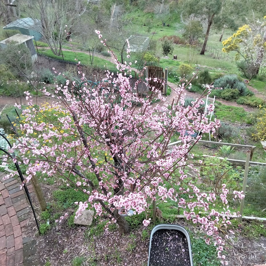 46 Sheoak Rd Crafers West SA 5152 House for Rent