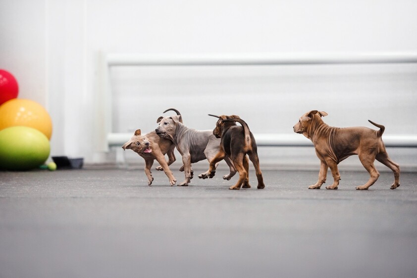 Well Established, Inner Melbourne Dog Day-Care