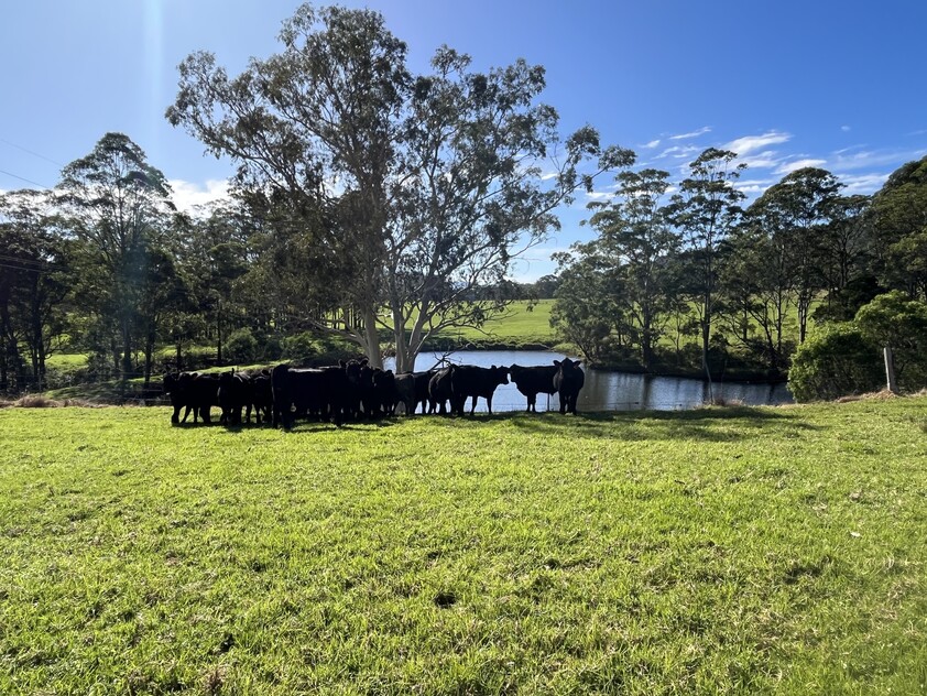 321 Mount Scanzi Road Kangaroo Valley NSW 2577 Lifestyle for Sale