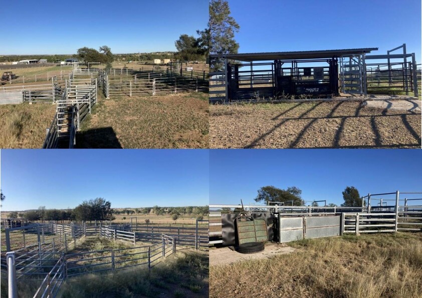 416 Duck Creek Road Roma QLD 4455 Livestock for Sale