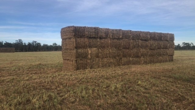 Expansive 67-Hectare Farm with Business Potential and Modern Amenities