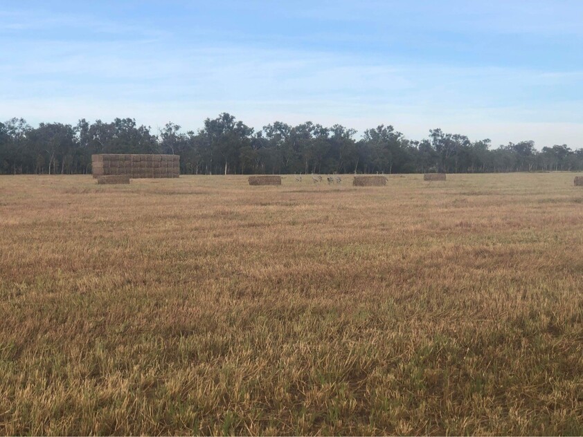 Expansive 67-Hectare Farm with Business Potential and Modern Amenities