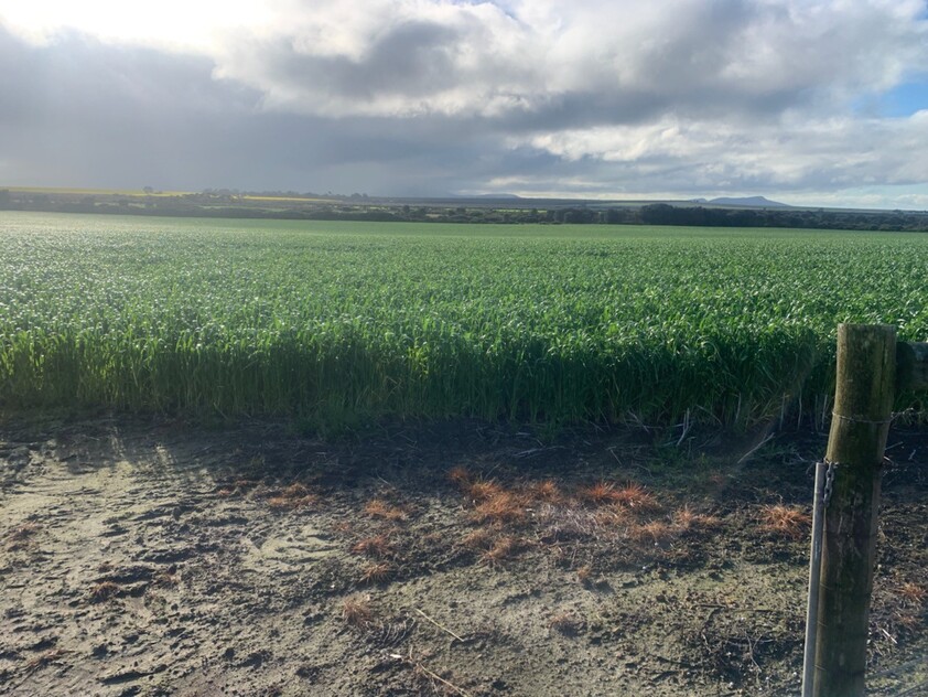 Wanilla Farm For Lease by Expression of Interest