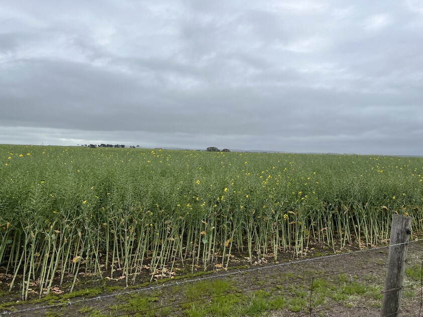 Wanilla Farm For Lease by Expression of Interest