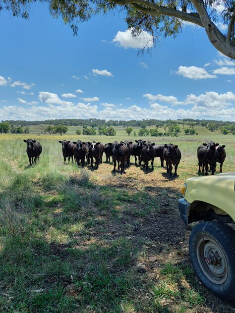 Grazing Property with Dual Residences and Established Infrastructure. Biodiversity Credits Investment Opportunity.