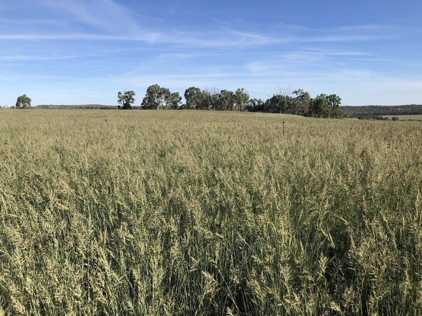 Grazing Property with Dual Residences and Established Infrastructure. Biodiversity Credits Investment Opportunity.