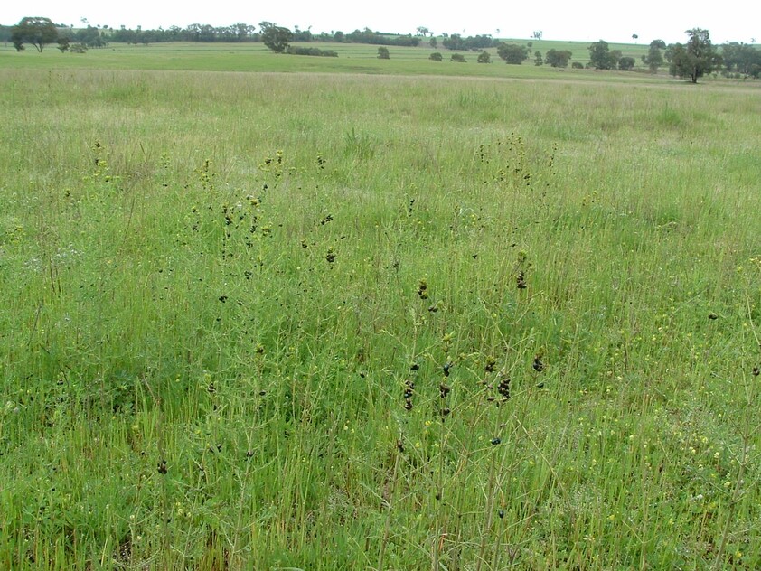 Grazing Property with Dual Residences and Established Infrastructure. Biodiversity Credits Investment Opportunity.