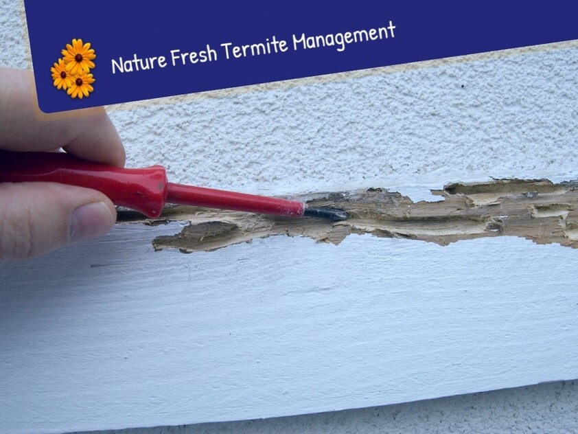 Nature Fresh Termite & Pest Control a 30-Year Legacy with Endless Potential