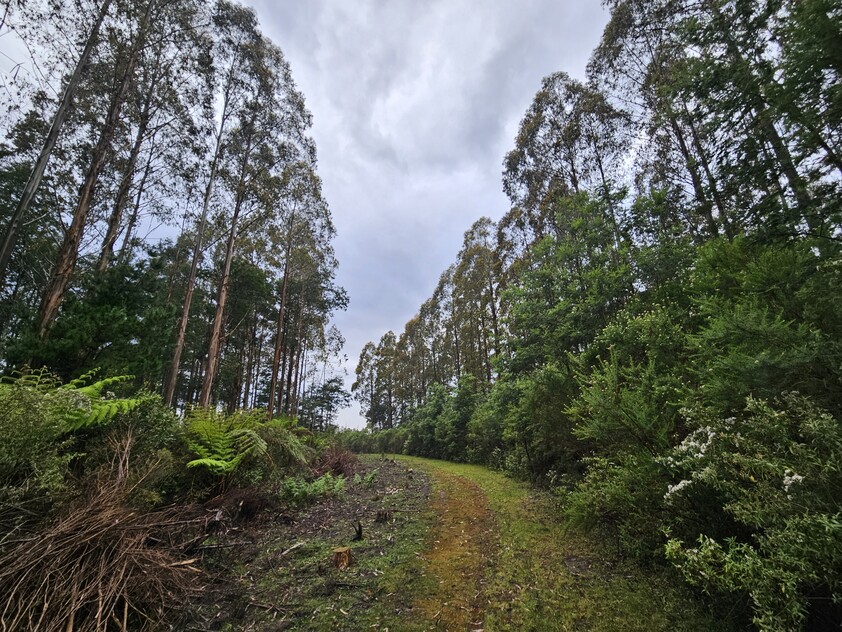 390 acres, House, Pasture, Plantation, Deer, Ferns, Waterfalls...